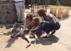 Just petting a kangaroo